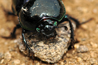 Trypocopris pyrenaeus